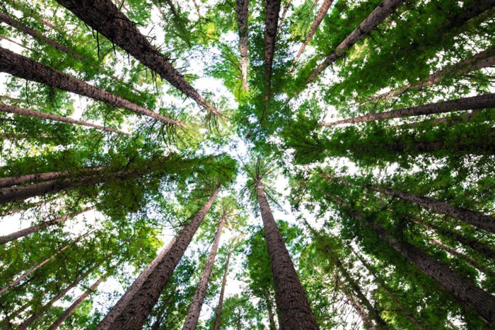 ����̿��������